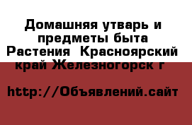 Домашняя утварь и предметы быта Растения. Красноярский край,Железногорск г.